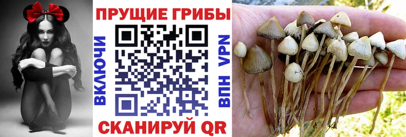 где найти   Хабаровск  Галлюциногенные грибы Psilocybe 
